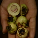 Syzygium hemisphericum - Photo (c) Siddarth Machado, algunos derechos reservados (CC BY-NC), uploaded by Siddarth Machado