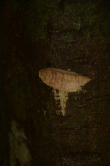 Syzygium hemisphericum