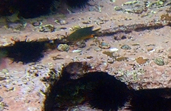 Plectroglyphidodon gascoynei