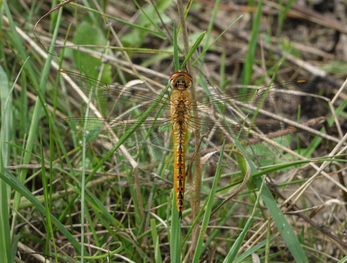 Wandering glider