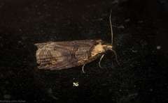 Cryptoptila crypsilopha