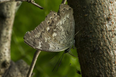 Archaeoprepona demophoon