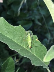 Oecanthus varicornis