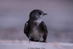 Stelgidopteryx serripennis ridgwayi