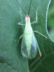Oecanthus varicornis