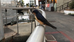 Hirundo rustica