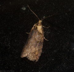 Cryptoptila crypsilopha