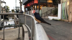 Hirundo rustica