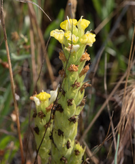 Castilleja rubicundula