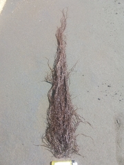Gracilaria chilensis