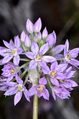 Allium bisceptrum
