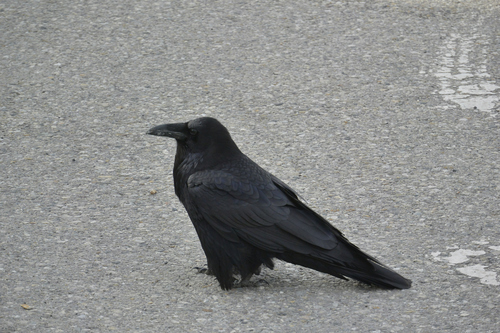 Common Raven photographed in South Dakota