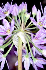 Allium bisceptrum