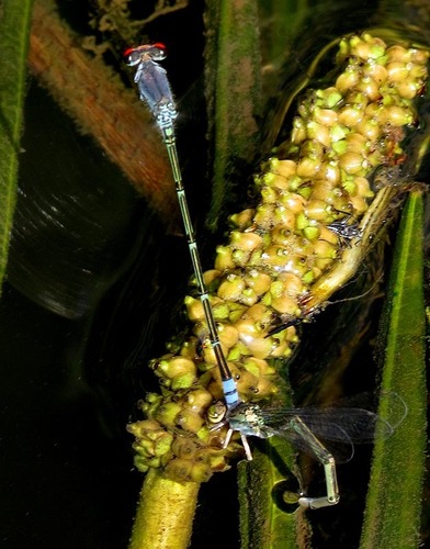 Cherry-eye Sprite
