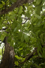 Syzygium hemisphericum