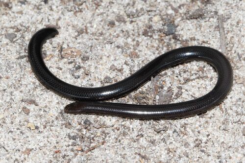 Photo of a Fornasini's Blind Snake (Afrotyphlops fornasinii)