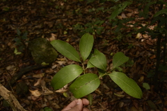 Syzygium hemisphericum