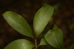 Syzygium hemisphericum