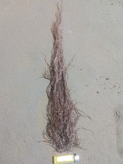 Gracilaria chilensis
