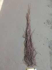 Gracilaria chilensis