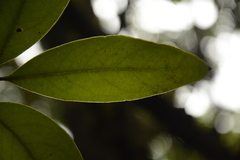 Syzygium hemisphericum