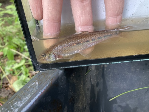 Common Gudgeon, Tilburg, Brabant, NL, photo 5 of 10