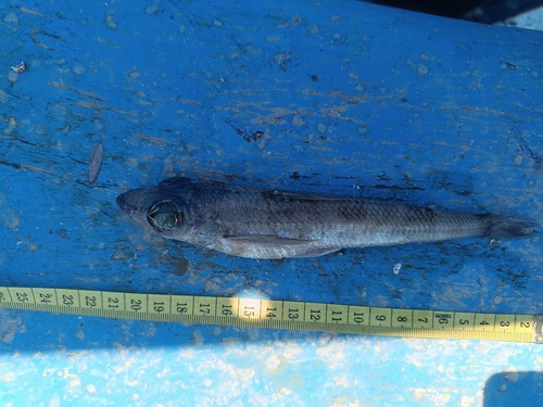 Agassiz's thread-sail fish (Chlorophthalmus agassizi) — Chlorophthalmidae — 5