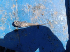 Glasshead Grenadier photo 1