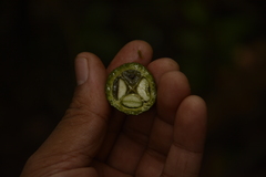 Luvunga sarmentosa