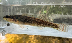 Savannah Darter photo 5