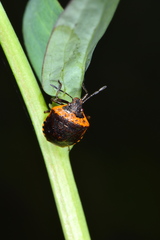 Cosmopepla uhleri