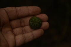 Luvunga sarmentosa
