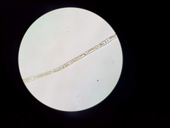 Ulothrix