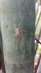 Pandercetes gracilis