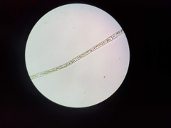 Ulothrix