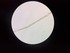 Ulothrix