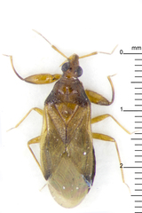 Physopleurella