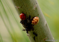 Harmonia eucharis