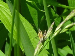 Leptopterna dolabrata