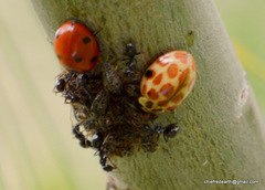 Harmonia eucharis
