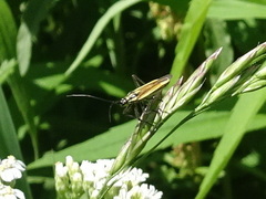 Leptopterna dolabrata