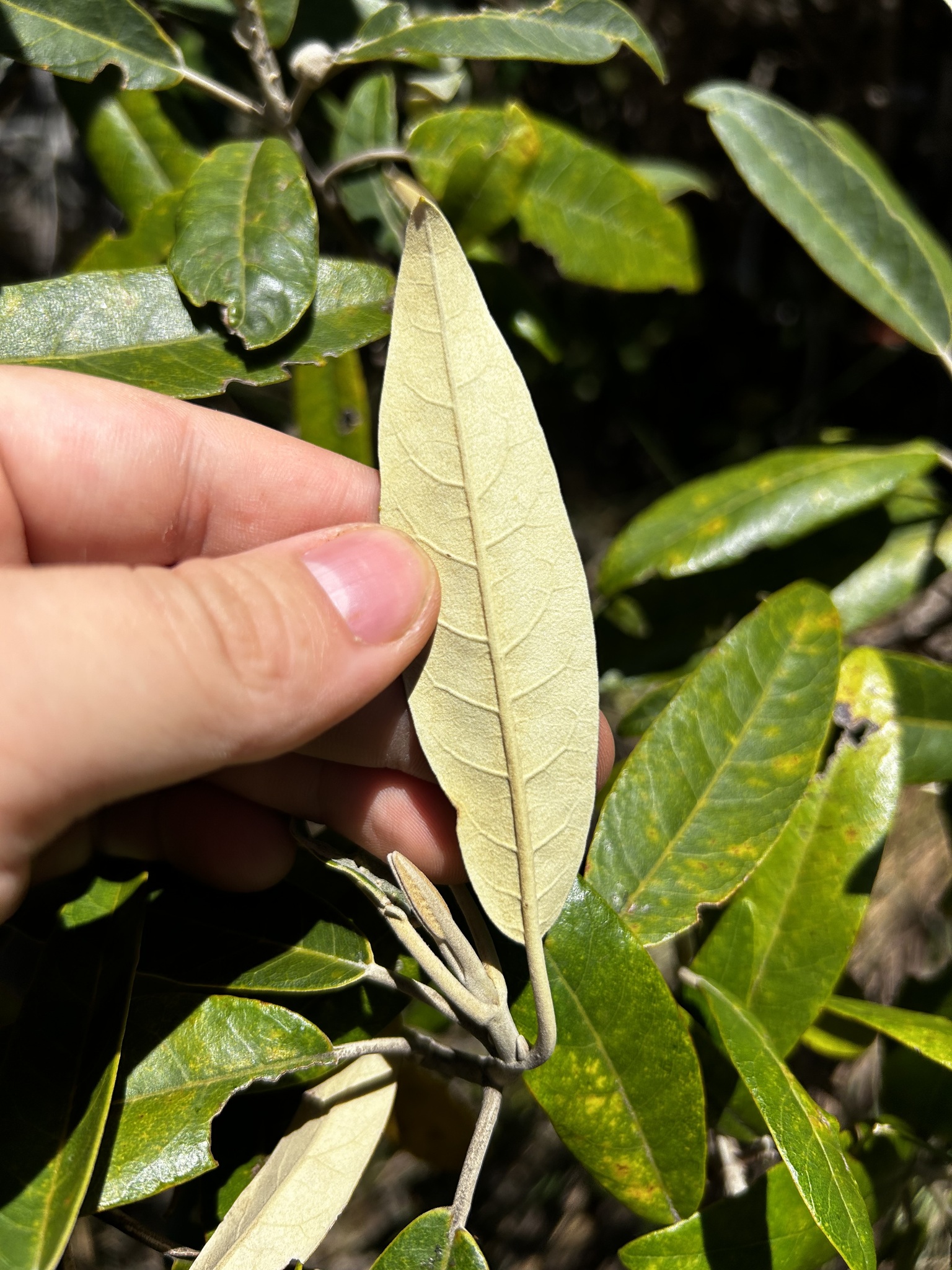 Gynoxys laurifolia image