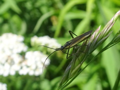 Leptopterna dolabrata