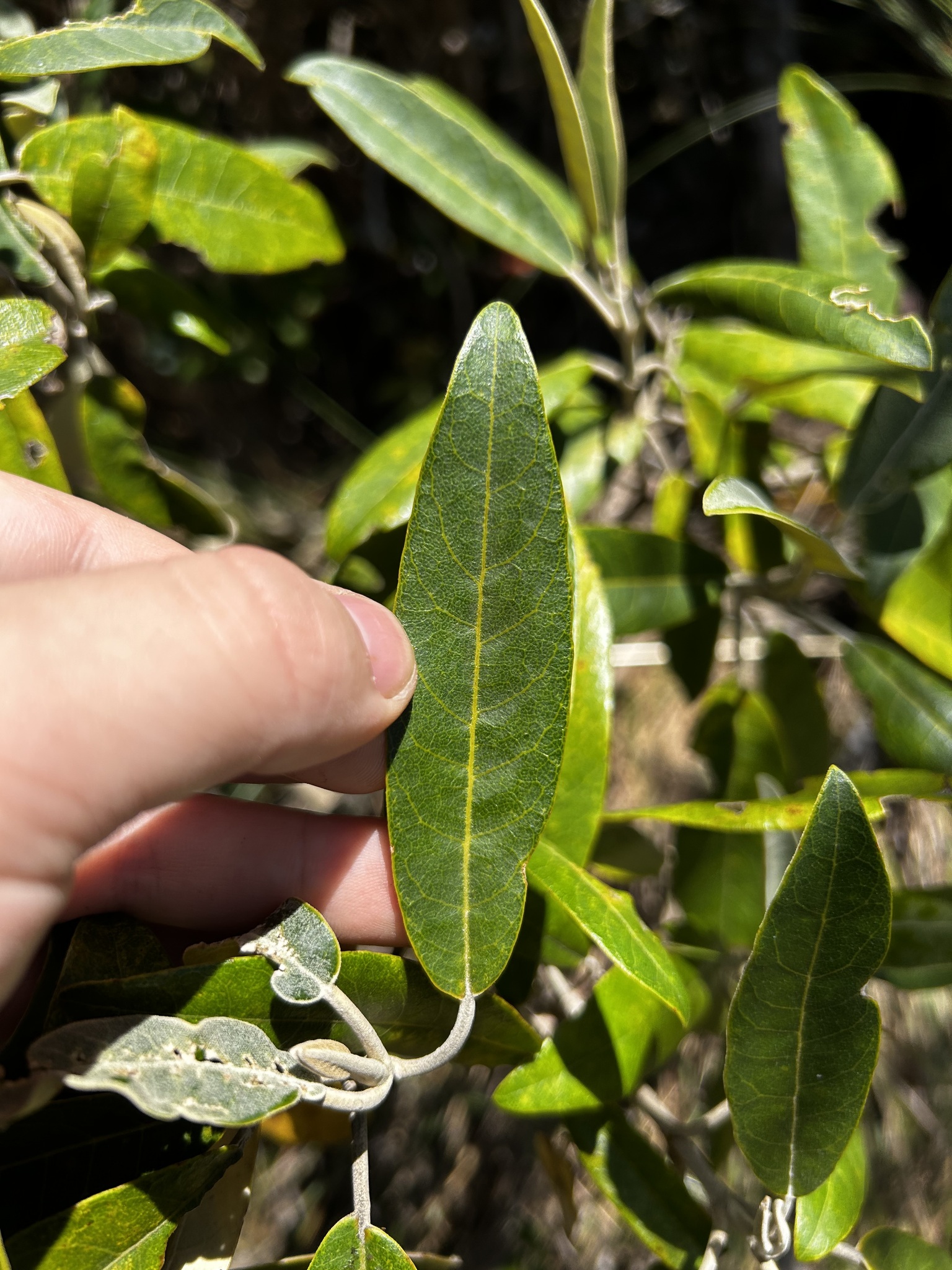 Gynoxys laurifolia image