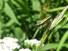 Leptopterna dolabrata