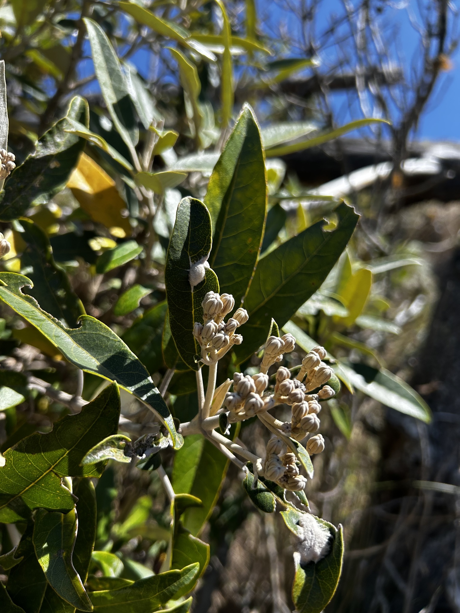 Gynoxys laurifolia image