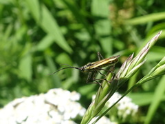 Leptopterna dolabrata