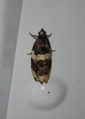 Olethreutes fasciatana
