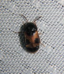 Mycetophagus punctatus