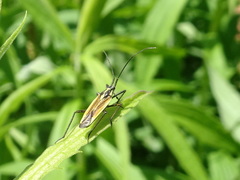 Leptopterna dolabrata